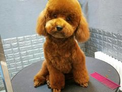 -我爱吾宠宠物美容院(朝阳路店)