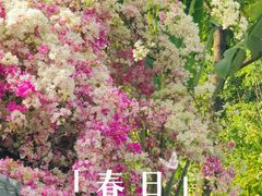 -深圳国际园林花卉博览园