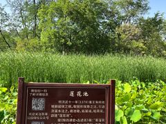 -莲湖公园