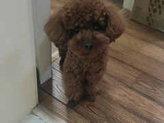 -北京恒爱动物医院(清景园分院)