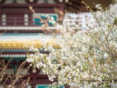 -武汉大学-樱园