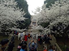 -武汉大学-樱园