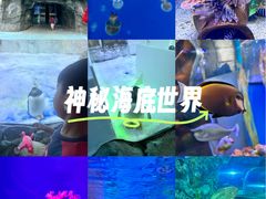 -芜湖新华联大白鲸海洋公园