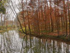 -桤木河湿地公园