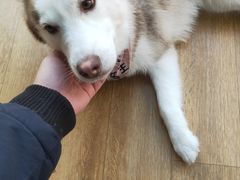 -Husky Go! 哈士奇体验馆·宠物咖啡厅狗咖