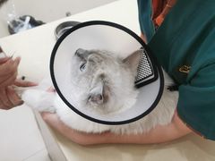 -瑞派康怡24h宠物医院·犬猫医疗中心·微创绝育(瑞景分院)