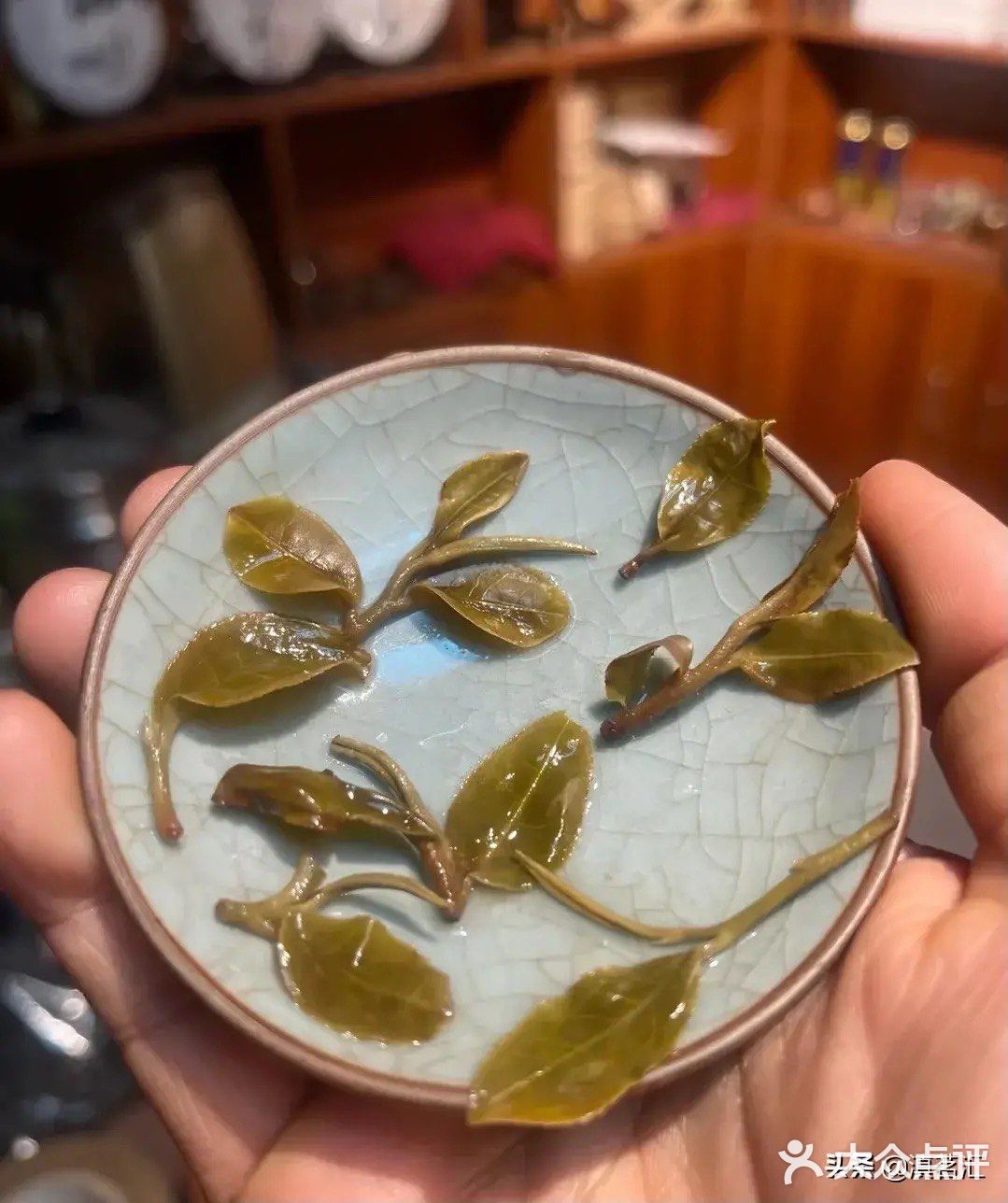 倚邦曼拱猫耳朵小叶种茶