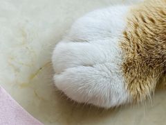 -伏小桃(明瓦廊店)