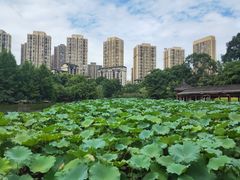 -龙头寺公园