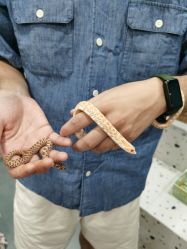 -Moni星球萌宠·小马宝莉·灵蛇·高端高阶全萌宠互动体验俱乐部(红豆国际广场店)