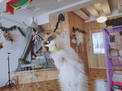 -MOYOYO猫咪咖啡店