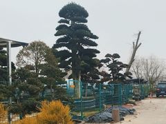 -龙大花卉苗木市场