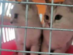 -中农国际动物医院24小时·猫科·骨科·急重症中心