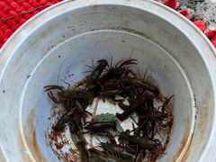 -同銮特种养殖场·龙虾垂钓