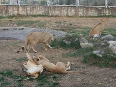 -西安秦岭野生动物园