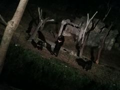 -清迈夜间动物园