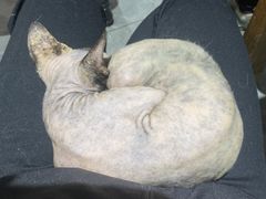-猫小院猫主题餐厅(南锣旗舰店)