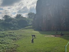 -海南热带野生动植物园