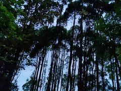 -花溪公园