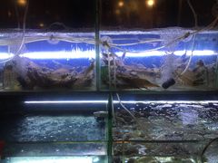 水产区-麻屋手抓海鲜(防城港总店)