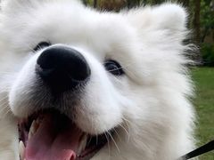 -读宠于你·约克夏比熊·睫角守宫·爬宠售卖(高新店)