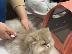 -瑞派紫金宠物医院24小时·骨科·中兽医·重症转诊中心(番禺大石院)