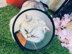 -白兔子密室(长寿路店)