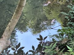 -石台牯牛降景区