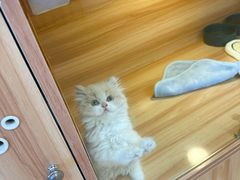 -猫十亿·布偶金渐层·曼基康矮脚猫舍(青年路店)