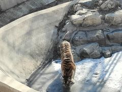 -石家庄市动物园