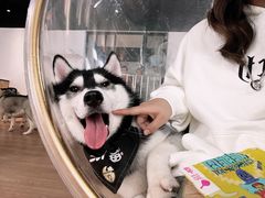 -Husky Go! 哈士奇体验馆·宠物咖啡厅狗咖