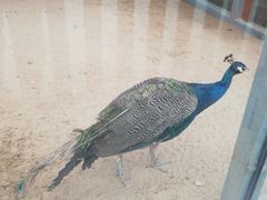 -羊亭河湿地公园