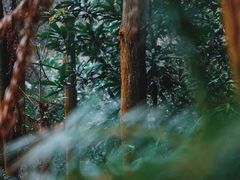 -南山植物园