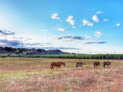 -塞罕坝国家级自然保护区