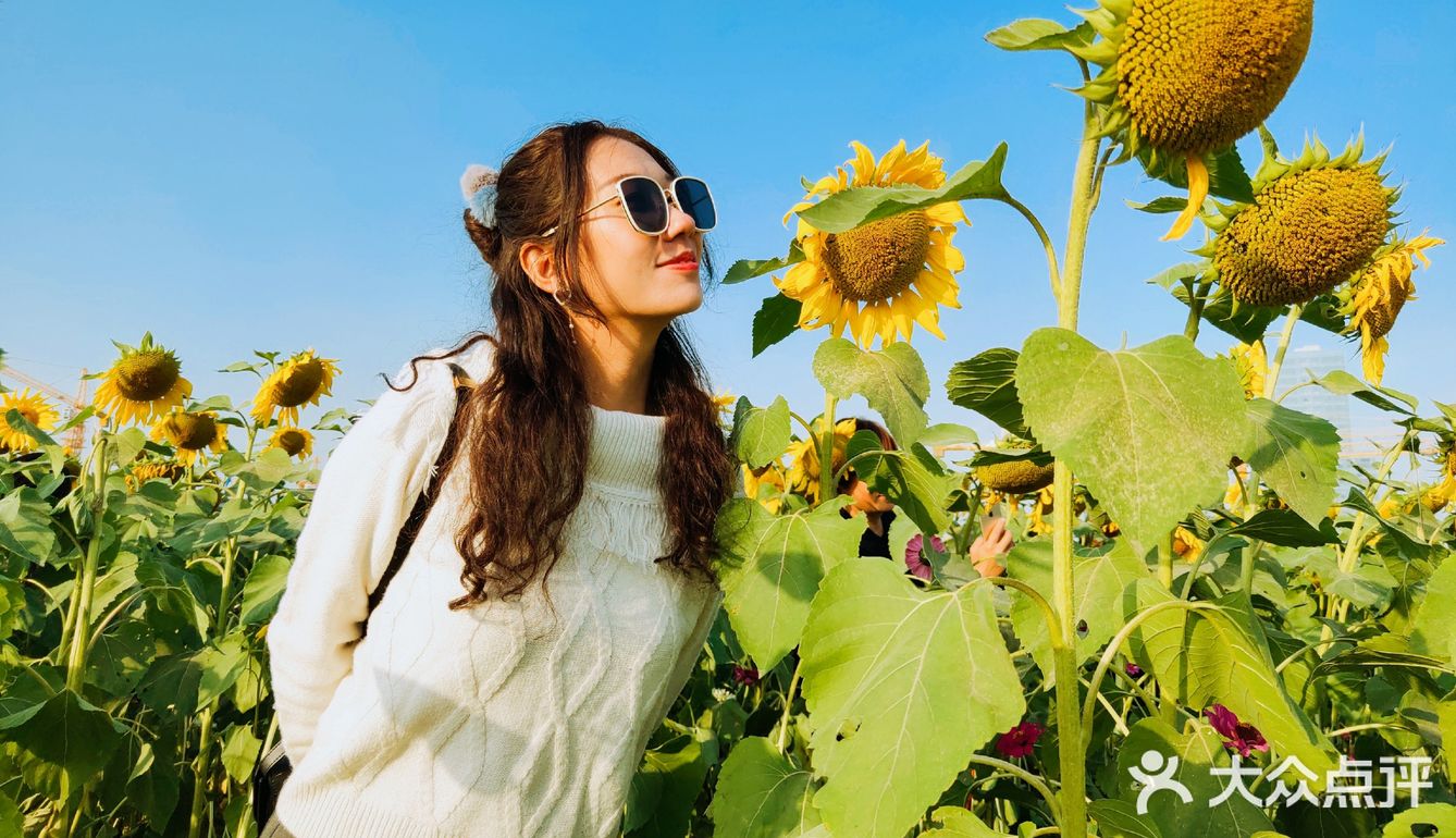 内心明媚  向阳而生  今天是向日葵女孩吖 🌻