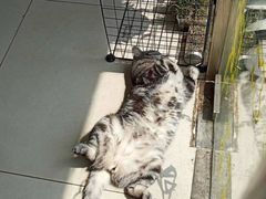 -平行世界·猫咖(首经贸店)