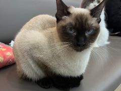 -喵园·猫主题咖啡厅·撸猫·猫咖(国贸店)