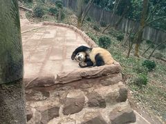 -中国大熊猫保护研究中心雅安碧峰峡基地