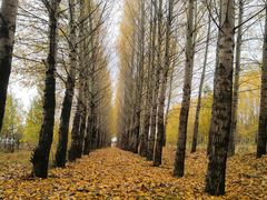 -塞罕坝国家级自然保护区