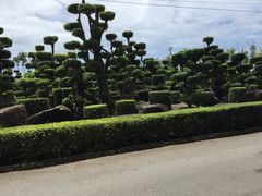 -东芭乐园