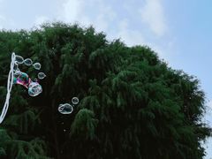 -贡湖湾湿地公园