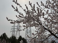 -白水寺森林公园