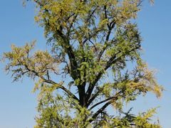 -千年银杏谷文化旅游区