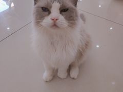 -鼓捣猫呢主题猫咖店