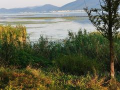 -西京湾花海