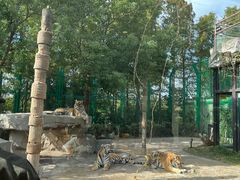 -上海野生动物园老虎餐厅