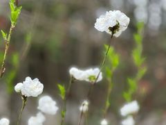 -南汇桃花村