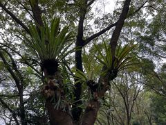 -深圳仙湖植物园