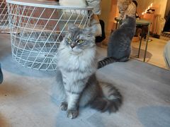 -猫儿山۰猫主题餐厅