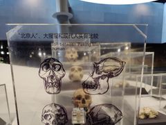 -北京周口店北京人遗址博物馆
